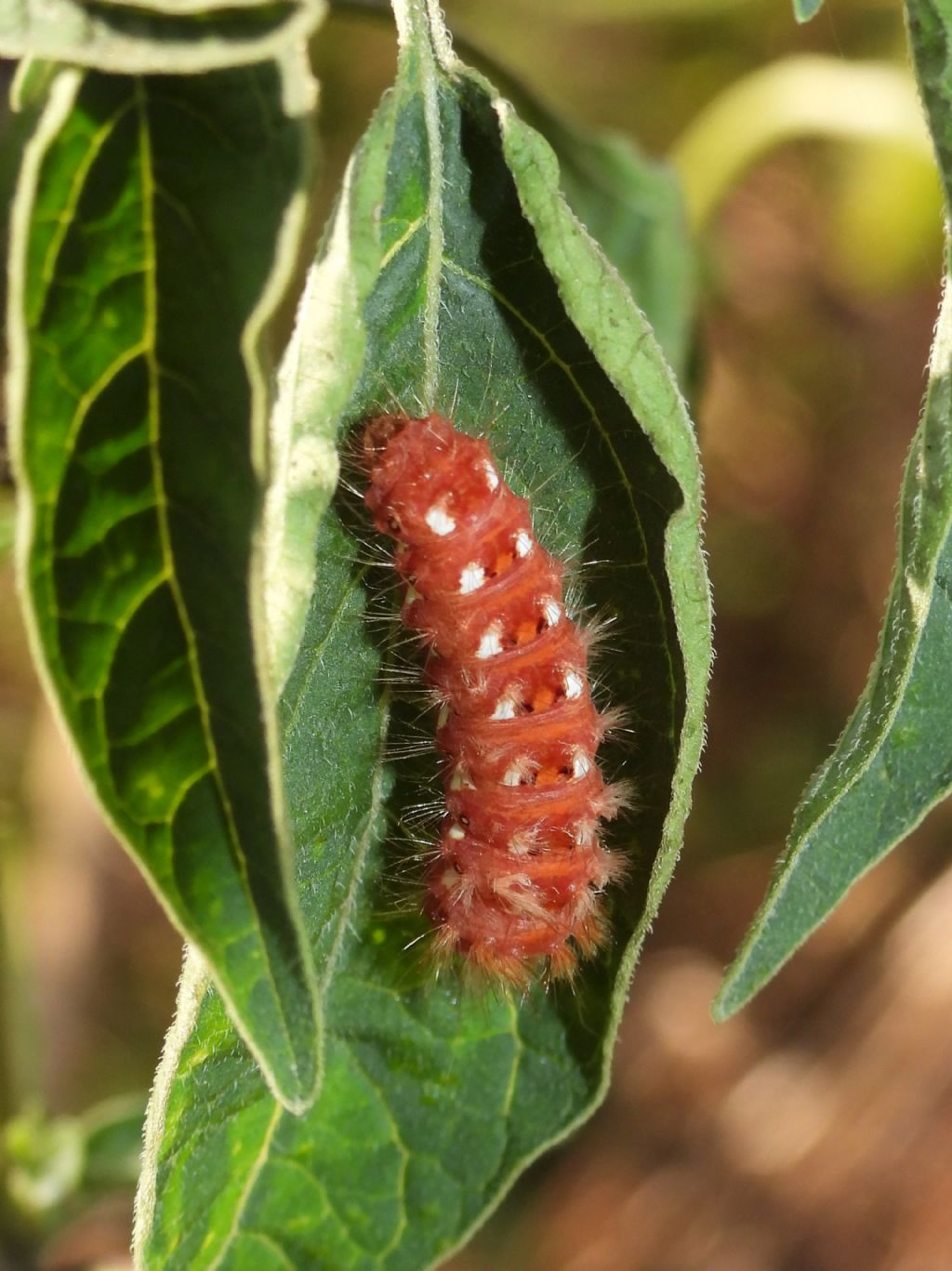 Acronicta rumicis?